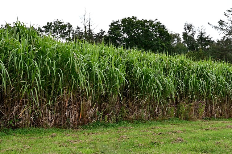 Miscanthus at Aberystwyth University
