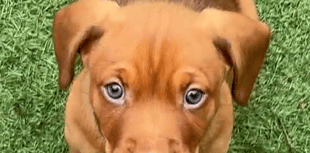 £1m to strengthen animal welfare across Wales