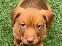 £1m to strengthen animal welfare across Wales