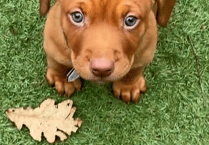 £1m to strengthen animal welfare across Wales