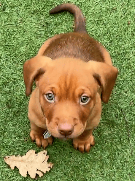 The Welsh Government confirms £1 million in continued funding for Animal Licensing Wales