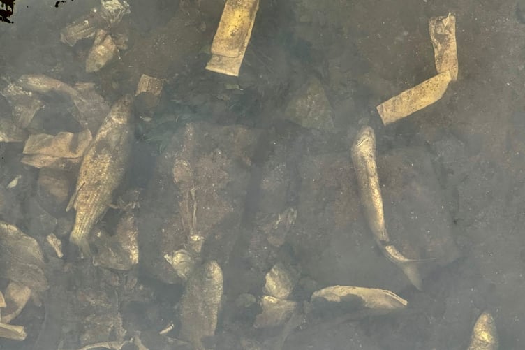 A fish kill found in the river Leri near Borth in June last year.