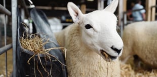 Sheep Village “Cynefin” to be launched at Royal Welsh Show
