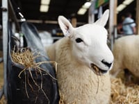 Sheep Village “Cynefin” to be launched at Royal Welsh Show