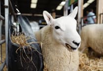 Sheep Village “Cynefin” to be launched at Royal Welsh Show
