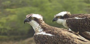 High-definition cameras installed at Glaslyn Ospreys for live viewing