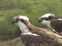 High-definition cameras installed at Glaslyn Ospreys for live viewing
