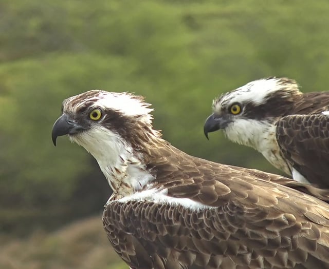 High-definition cameras installed at Glaslyn Ospreys for live viewing