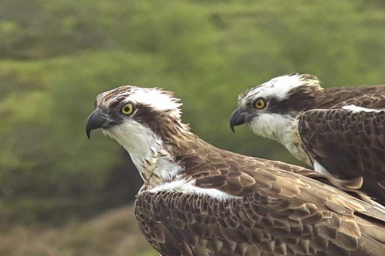 Will Elen and Aran reunite this season?