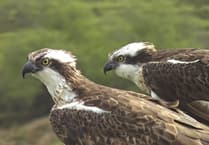 High-definition cameras installed at Glaslyn Ospreys for live viewing