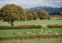 Union raises concerns over changes to lamb welfare