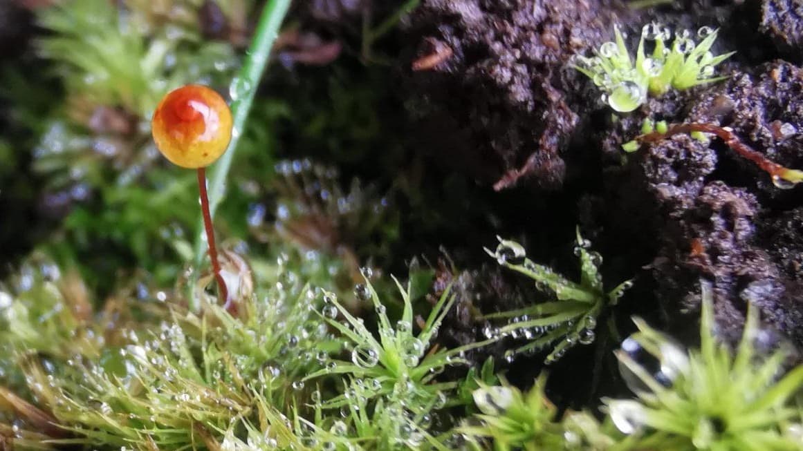 Powys youth-created film about moss wins global awards | cambrian-news ...