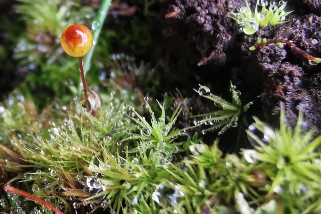 Powys youth-created film about moss wins global awards
