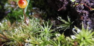 Powys youth-created film about moss wins global awards