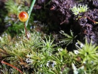 Powys youth-created film about moss wins global awards