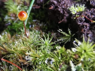 Powys youth-created film about moss wins global awards