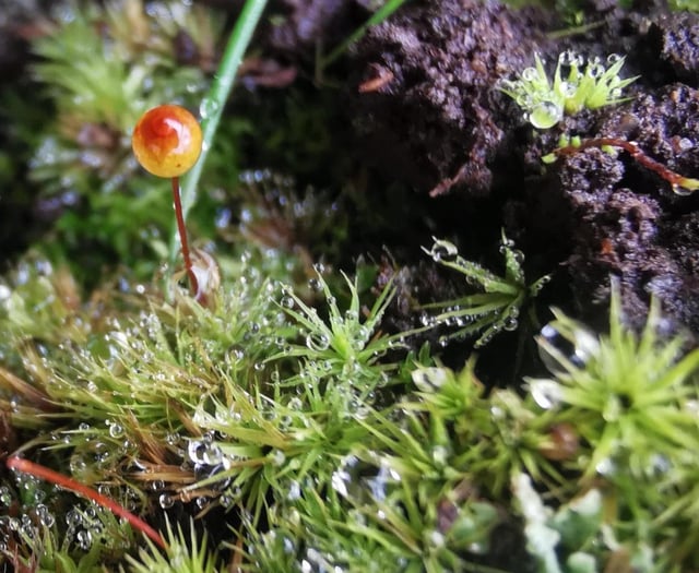 Powys youth-created film about moss wins global awards