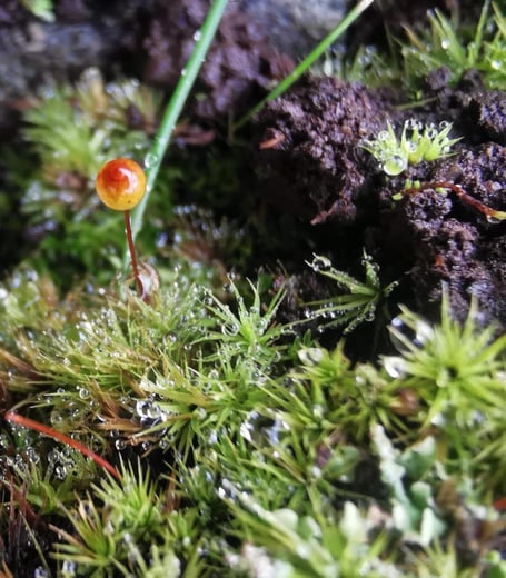 Bartramia aprica (Upright Apple-moss). Photo: Plantlife Cymru’s Project Officer Ellie Baggett