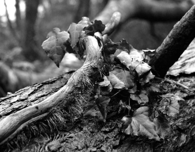 Karel Jaspar's Ivy Encrusted Impermanence