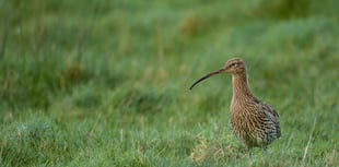 Curlew conservation project handed £1 million boost
