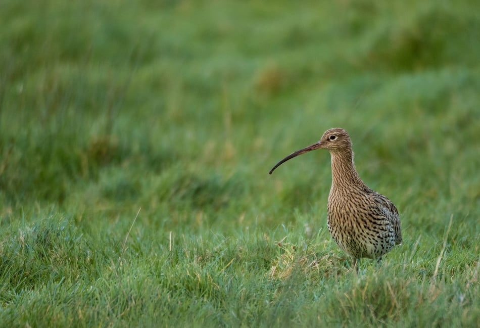 Curlew conservation project handed £1 million boost