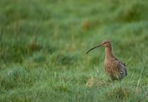 Curlew conservation project handed £1 million boost