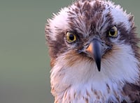Elen the osprey returns to Glaslyn
