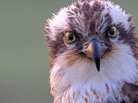 Elen the osprey returns to Glaslyn