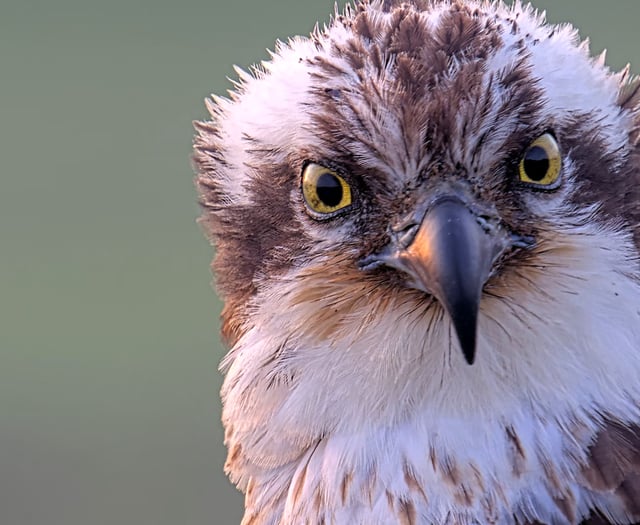Elen the osprey returns to Glaslyn