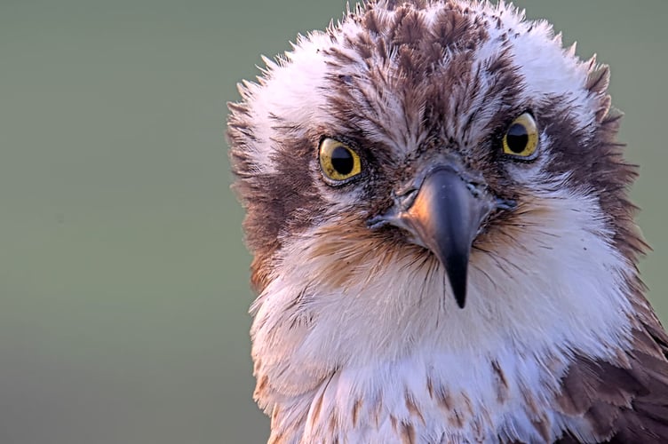 Elen returned to Glaslyn on Friday, 20 March. Photo: Glaslyn Osprey Centre