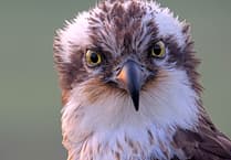 Elen the osprey returns to Glaslyn nest, hopes high for breeding season