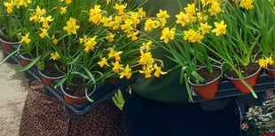 New picnic tables for popular Cardigan park