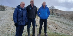 Sycamore Gap sapling planted in Eryri to honour iconic landmark