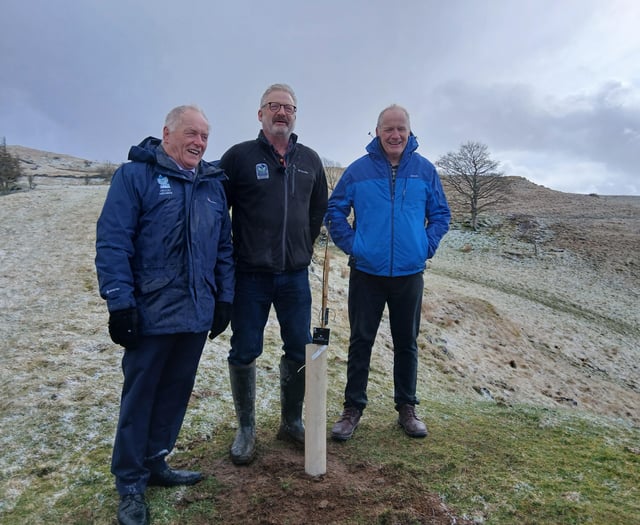 Sycamore Gap sapling planted in Eryri to honour iconic landmark