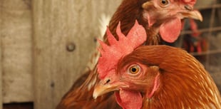Bird keepers reminded of avian influenza restrictions