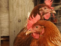 Bird keepers reminded of avian influenza restrictions