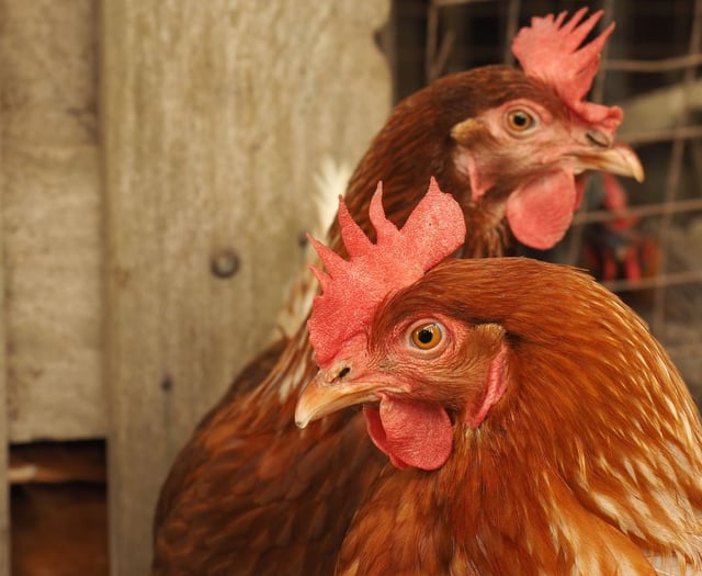 Bird keepers reminded of avian influenza restrictions