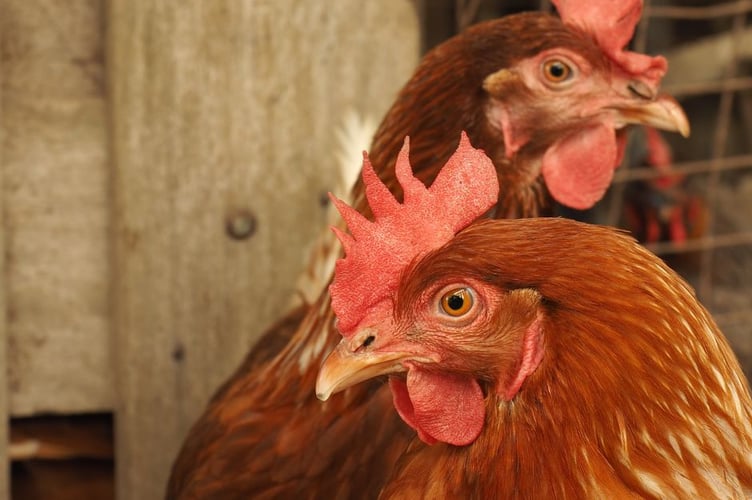 Strong biosecurity is key against avian influenza