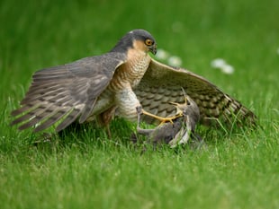 Cwmystwyth photographer wins wildlife award