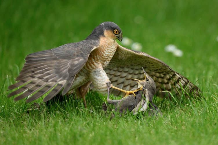 'Nemesis' by Mark Parker