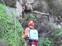 Workers scale Gwynedd cliffs to remove rhododendrons