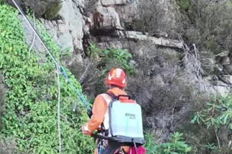A conservation worker braves stomach churning heights to protect fragile heathland above Gwynedd’s coast. Photo: Natural Resources Wales
