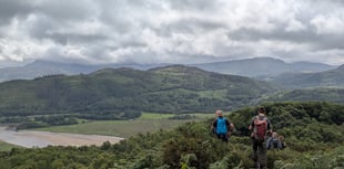 Woodland partnership launched to protect Mawddach’s rare rainforest