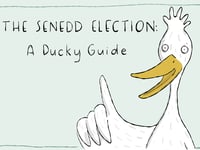 Waddle you vote for? Duck art campaign breaks down the Senedd election