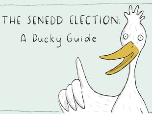 Waddle you vote for? Duck art campaign breaks down the Senedd election