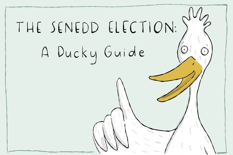 A Ducky Guide to the Senedd Election: New artwork from the Dyfi Valley breaks down the upcoming May election. Photo: Maia Thomas