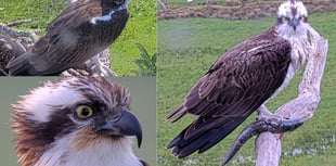 Osprey drama in Glaslyn Valley as Aran and Elen remain apart