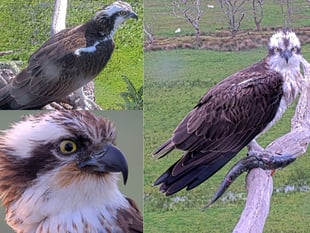 Osprey drama in Glaslyn Valley as Aran and Elen remain apart