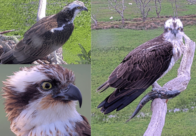 Osprey drama in Glaslyn Valley as Aran and Elen remain apart