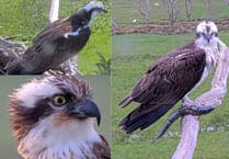 Osprey drama in Glaslyn Valley as Aran and Elen remain apart